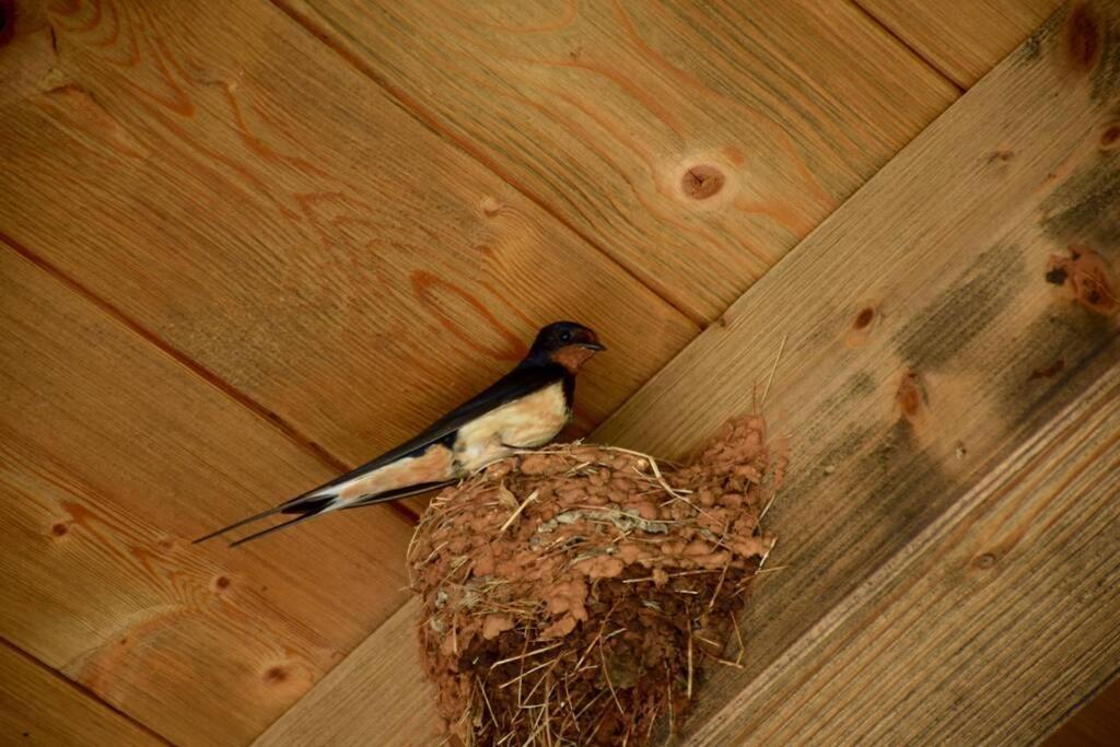 Villa Birds House Rovinj Exterior foto